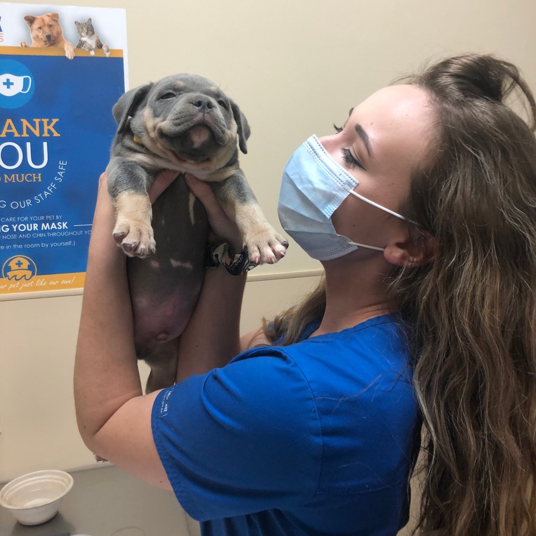 Noah's Ark Animal Clinic – West Chester, OH